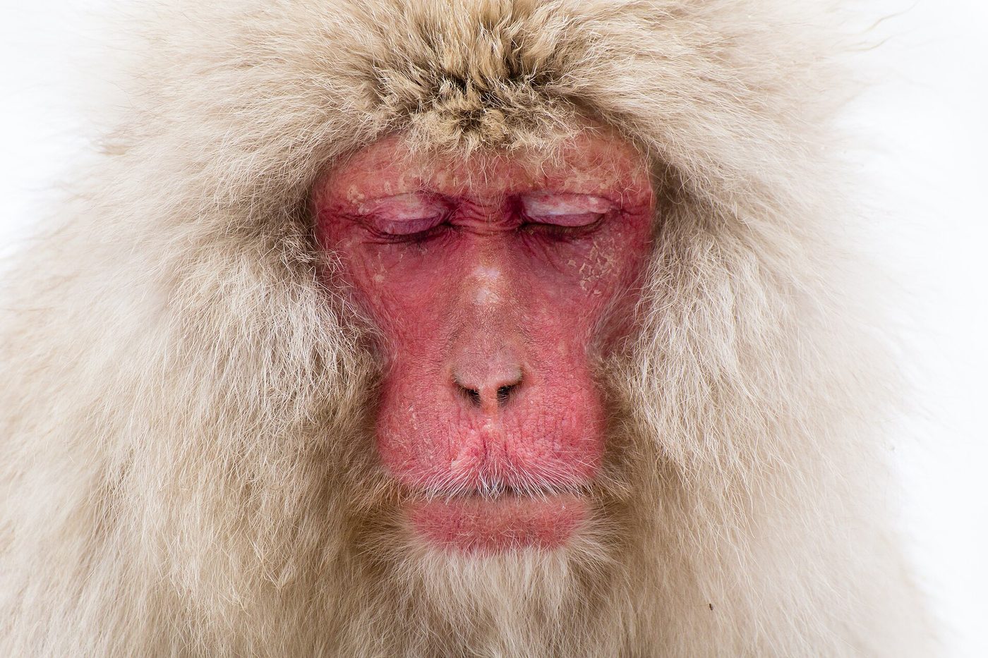 A Japanese macaque with its eyes closed, fur dusted with snow, at Jigokudani, Nagano
