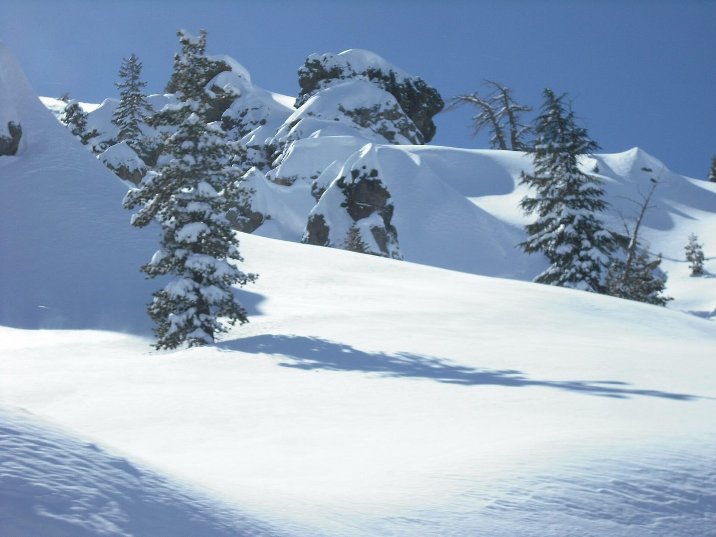Deep untracked snow and buried trees on the Carson Pass road near Kirkwood, California
