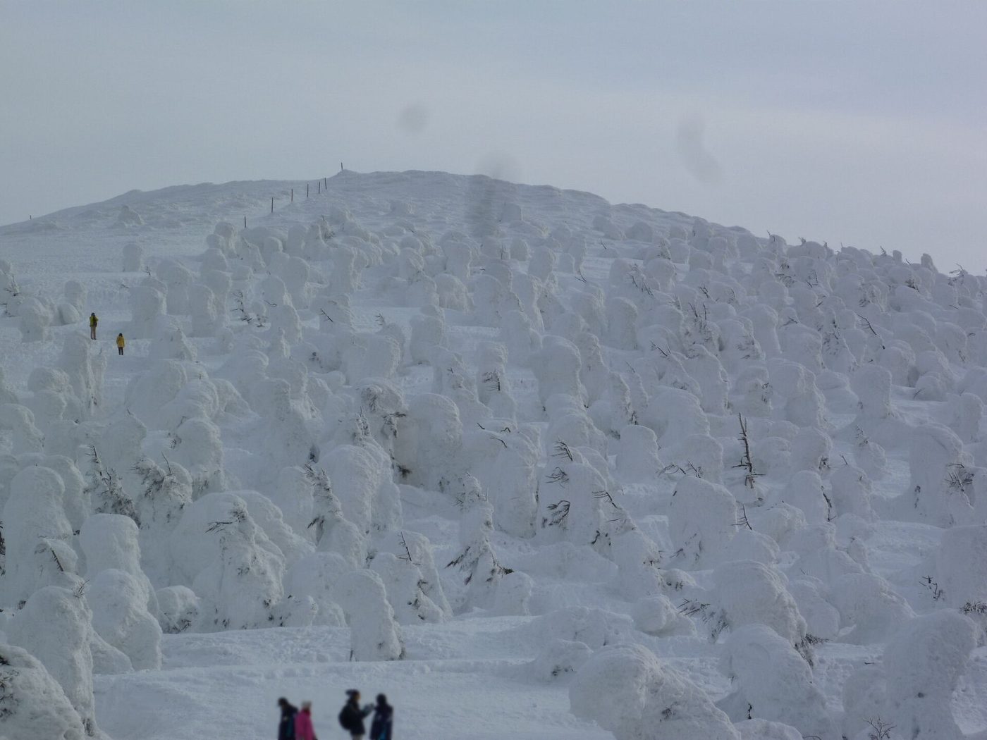 A hillside of rime-encrusted trees, the snow monsters of Zao Onsen, Yamagata