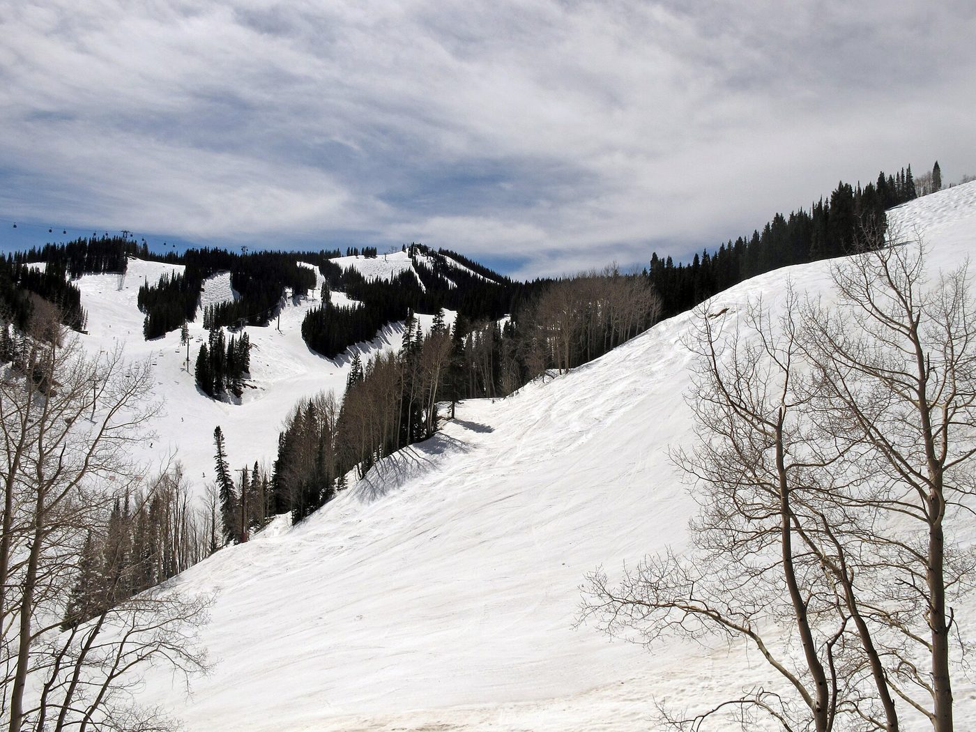 Skiers on soft spring snow below the gondola on Aspen Mountain, Colorado, with bare aspens in the foreground